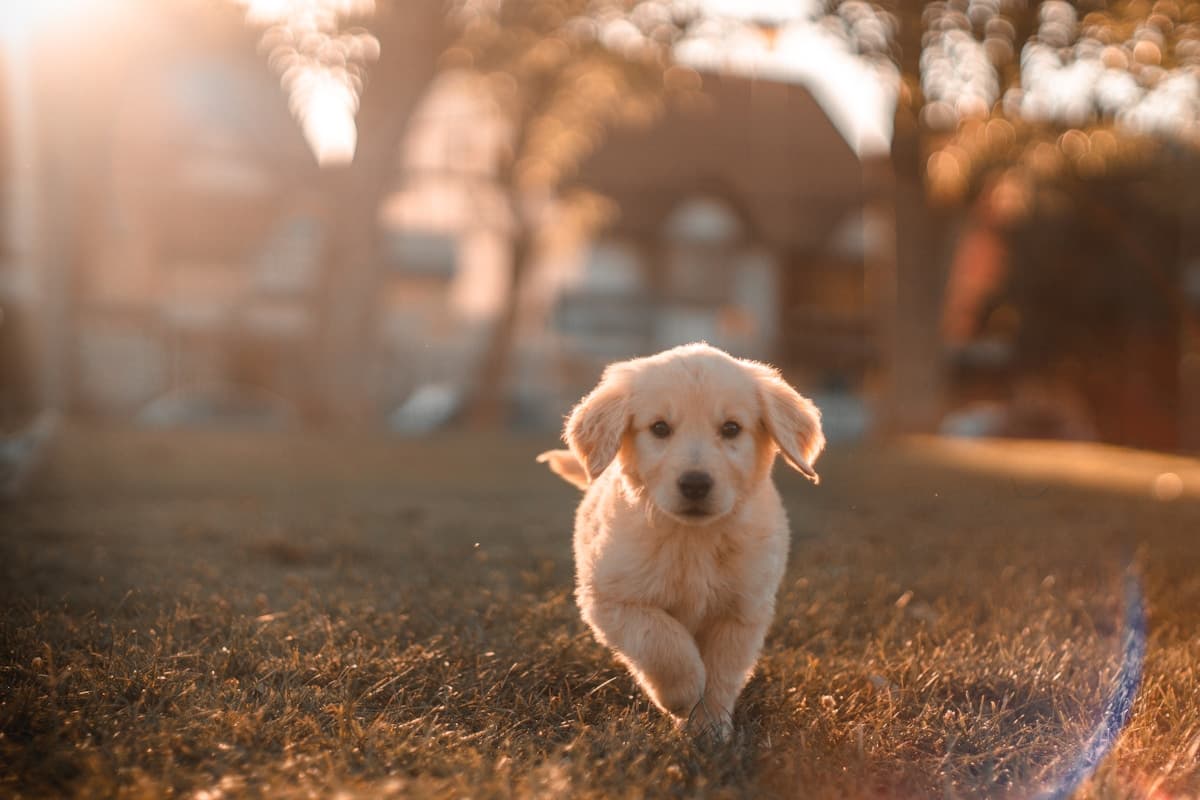Premium Veterinary Care